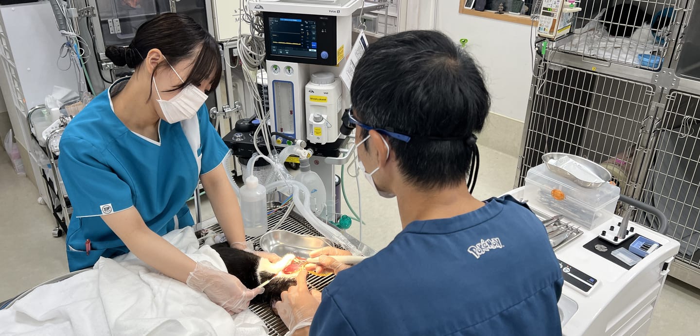 動物の歯科処置
