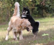 犬や猫の予防について