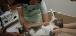 採血の様子