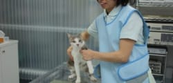 レントゲン検査の様子