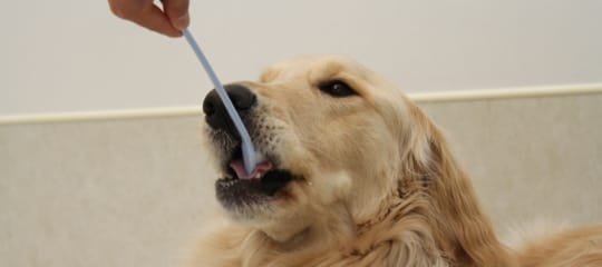 予防薬を飲むゴールデンレトリバー