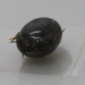 血を吸ったマダニ