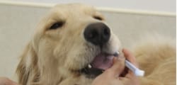 毎日のハミガキが効果的です