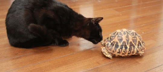 リクガメと猫