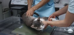 デジタルX線検査